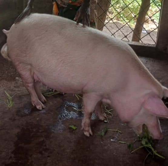 Abakaliki pig farm at Johnrosy Memorial Farm, Ebonyi State