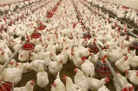 Abakaliki poultry farm at Johnrosy Memorial Farm, Ebonyi State